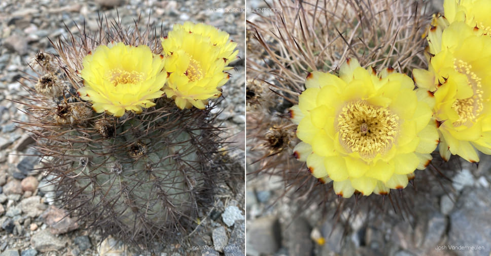 Acanthocalycium thionanthum