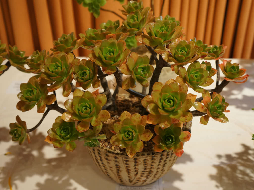 Aeonium ‘Bronze Medal’