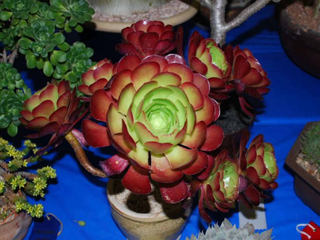Aeonium ‘Jack Catlin’ (Red Aeonium)