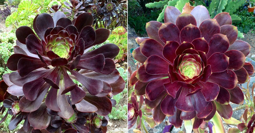 Aeonium ‘Voodoo’ (Giant Red Aeonium)