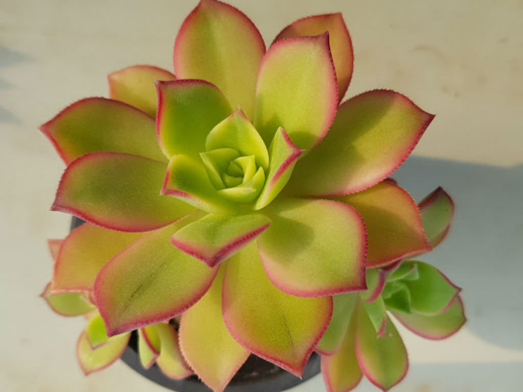Aeonium decorum f. variegata
