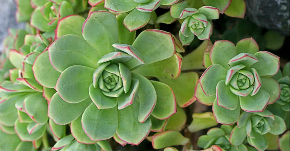 Aeonium decorum var. guarimarense (Giant Houseleek)
