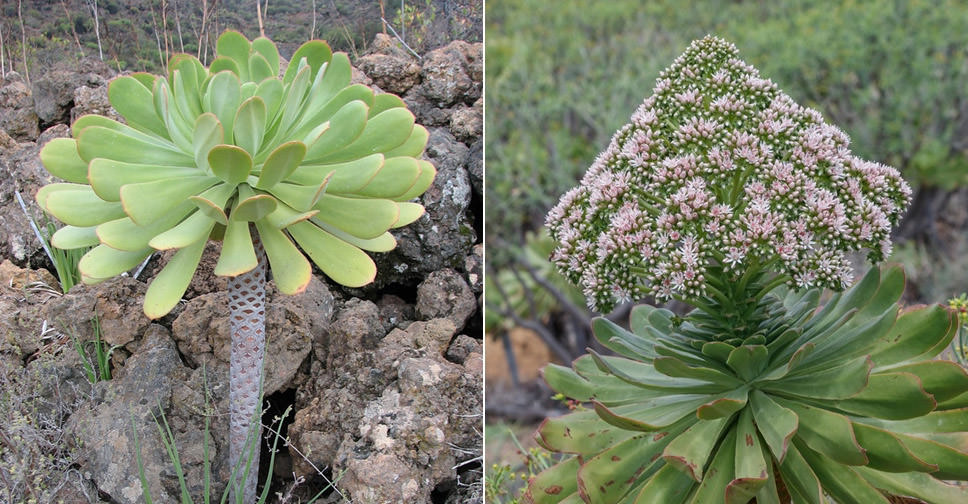 Aeonium urbicum (Saucer Plant)