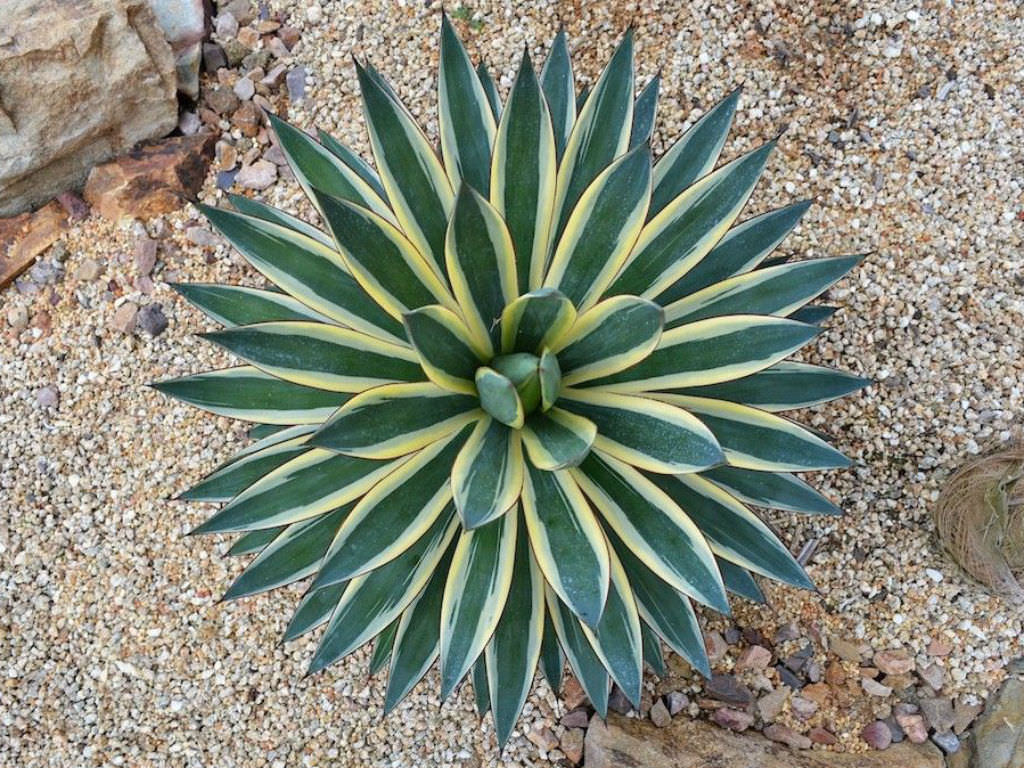 Agave ‘Snow Glow’