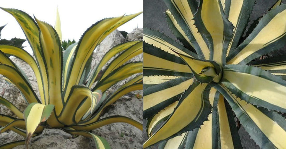 Agave americana ‘Mediopicta’ (Yellow-striped Century Plant)