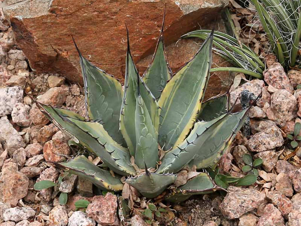 Agave parryi subsp. neomexicana ‘Sunspot’