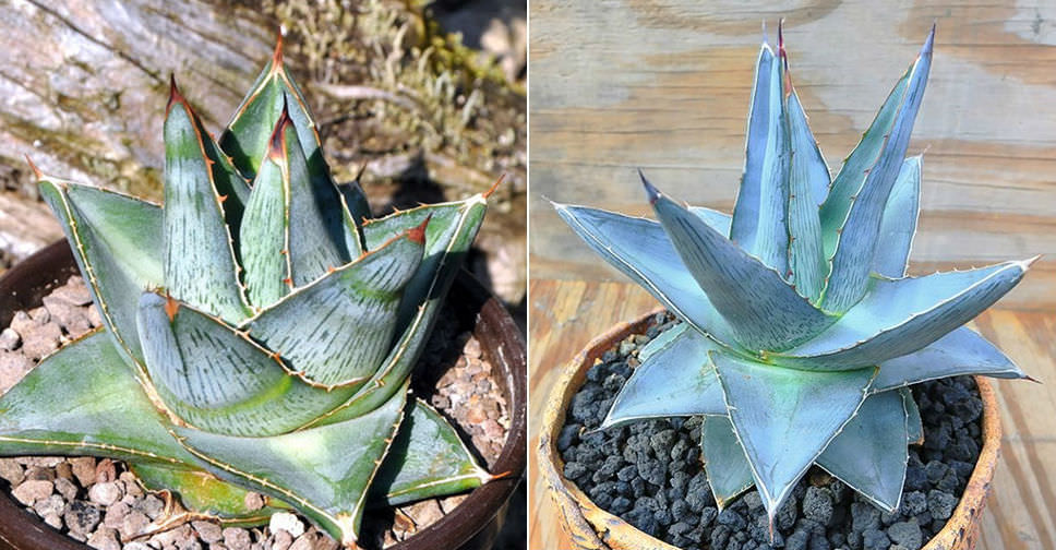 Agave pumila (Miniature Agave)