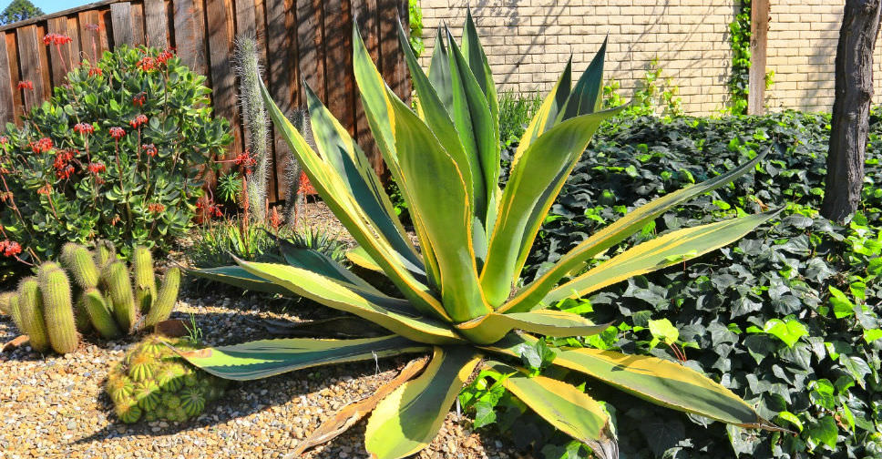 Agave salmiana var. ferox ‘Variegata’