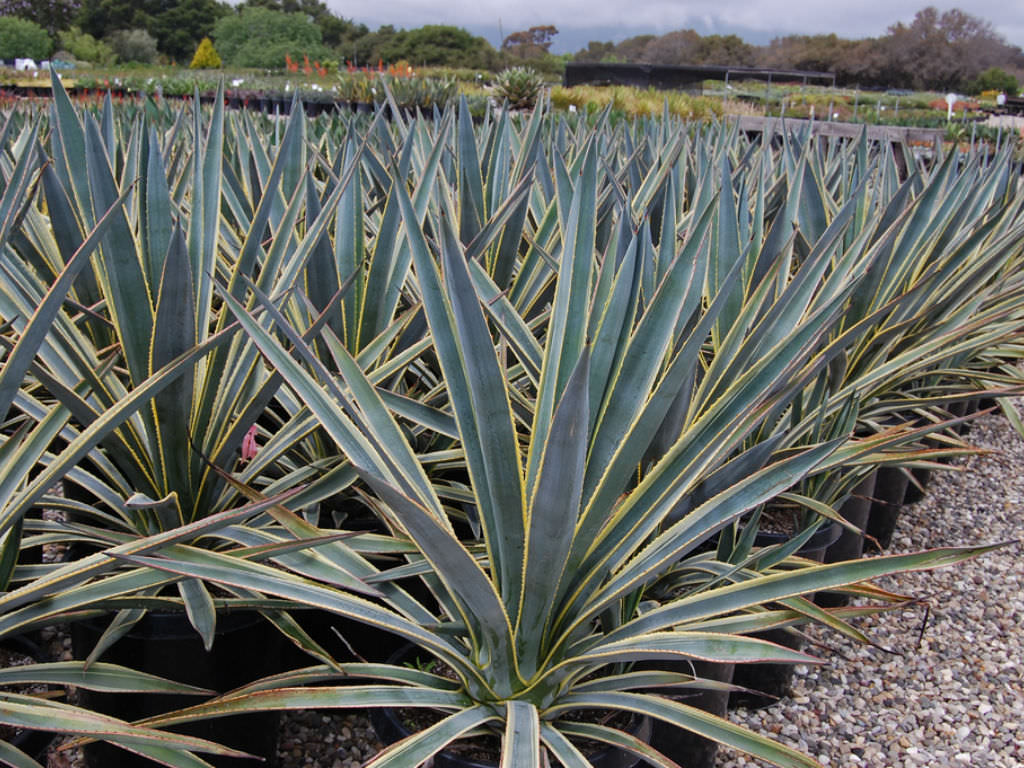 Agave tequilana ‘Sunrise’