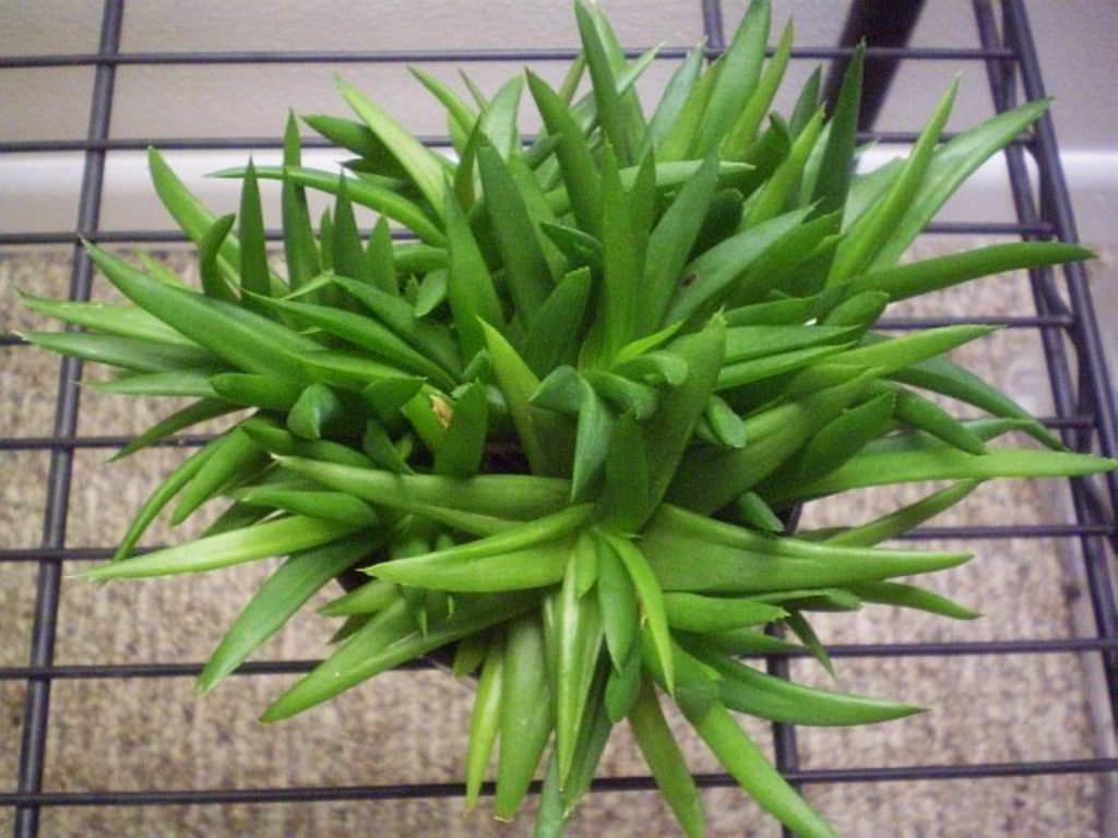 ×Alworthia ‘Black Gem’