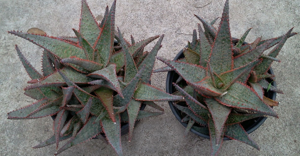 Aloe ‘Bright Star’