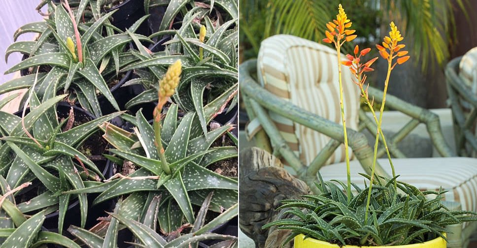 Aloe ‘Firebird’ (Firebird Aloe)