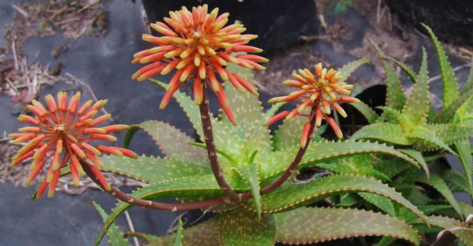 Aloe andongensis