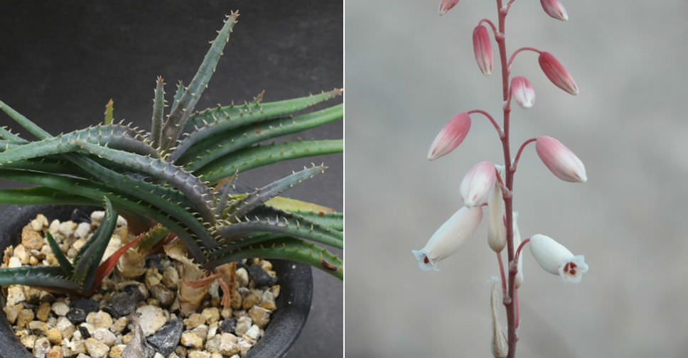 Aloe calcairophila