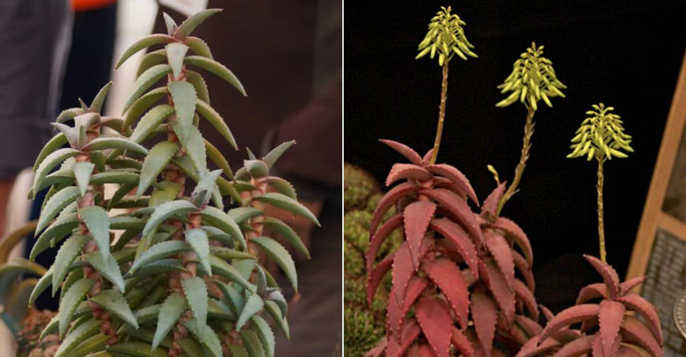 Aloe pearsonii (Pearson’s Aloe)