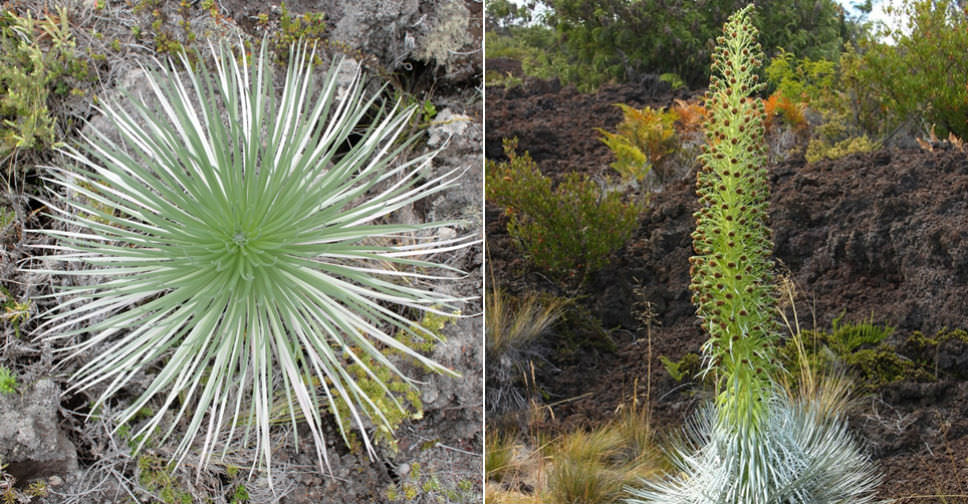 Argyroxiphium kauense (Mauna Loa Silversword)