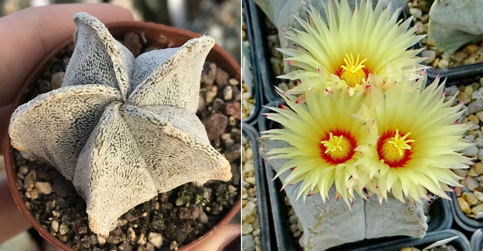 Astrophytum coahuilense (Bishop’s Cap)