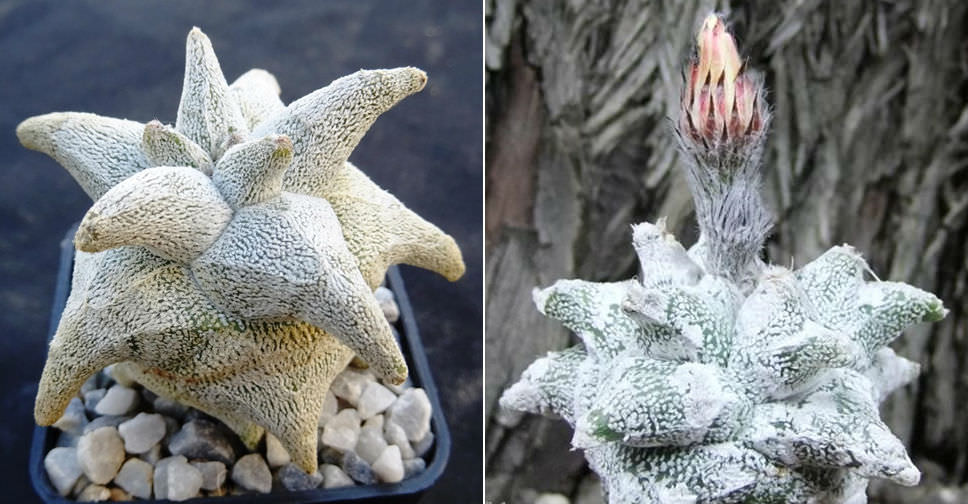 Astrophytum coahuilense ‘Hakuran’