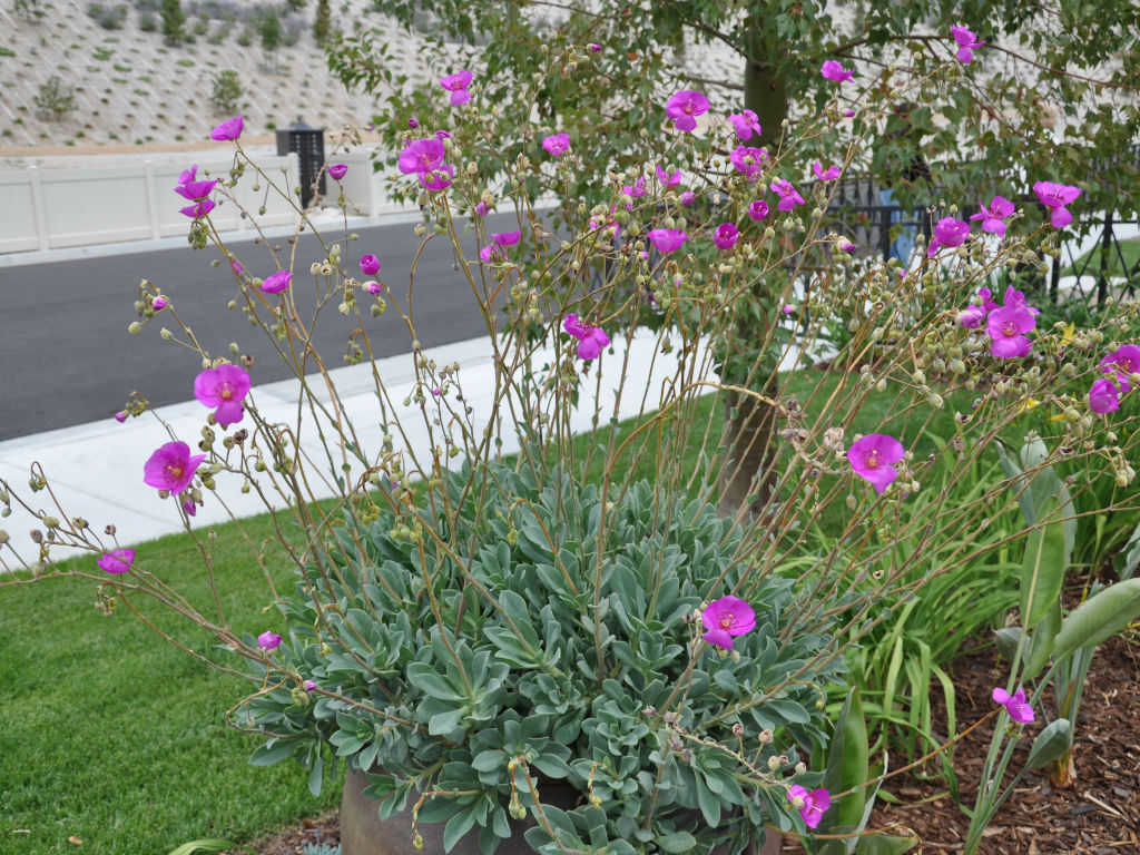 Calandrinia spectabilis (Rock Purslane)