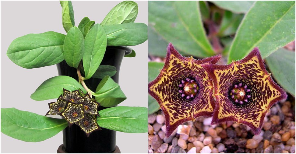 Ceropegia buchananii