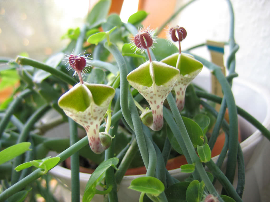 Ceropegia haygarthii (Lantern Flower)