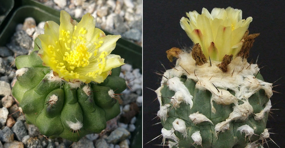 Copiapoa esmeraldana