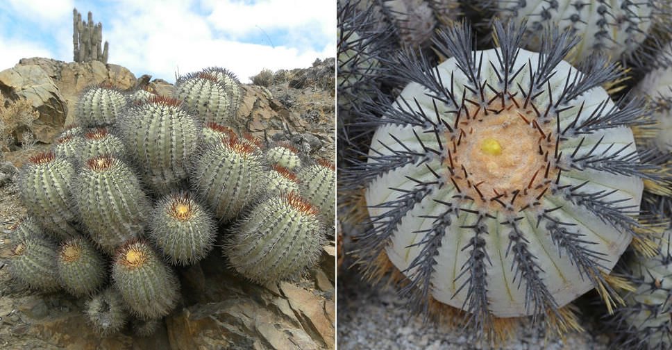 Copiapoa longistaminea (Copiapoa de Adriana)