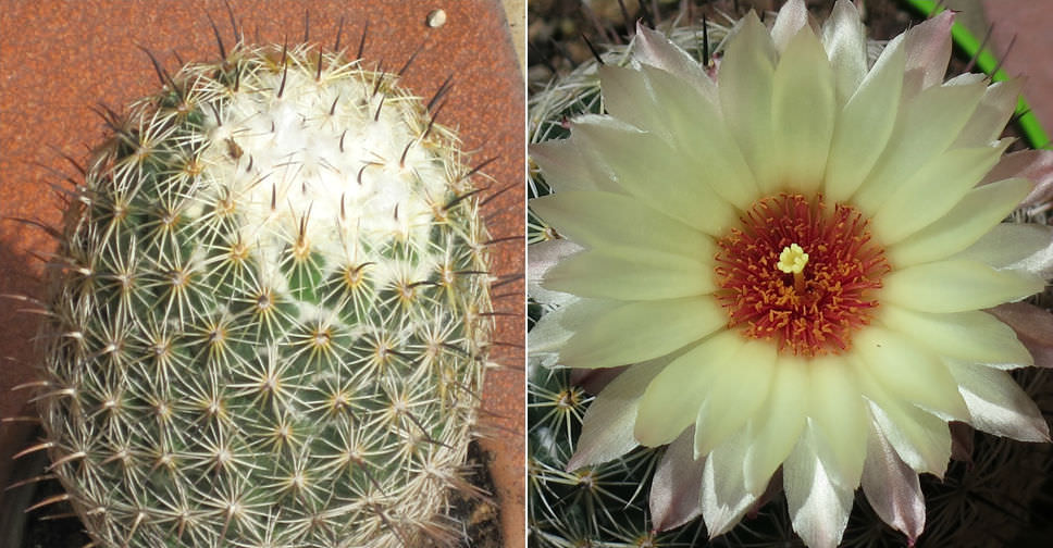 Coryphantha cornifera (Rhinoceros Cactus)