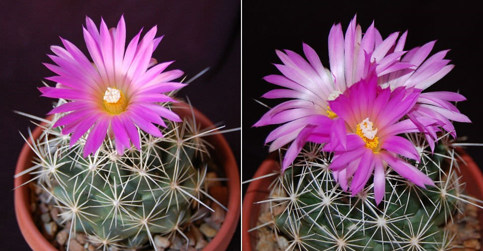 Coryphantha ramillosa (Bunched Cory Cactus)