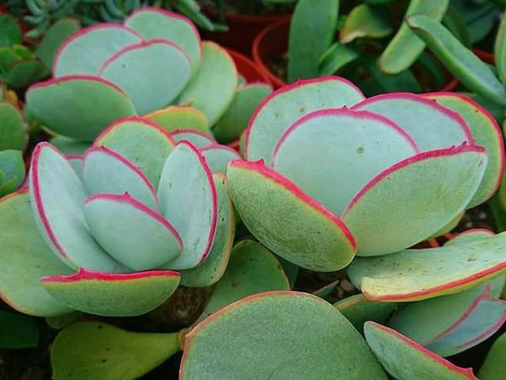 Cotyledon orbiculata ‘Hakubi’