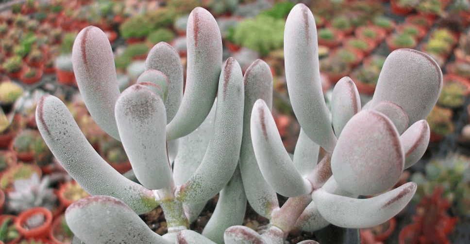 Cotyledon orbiculata var. dinteri