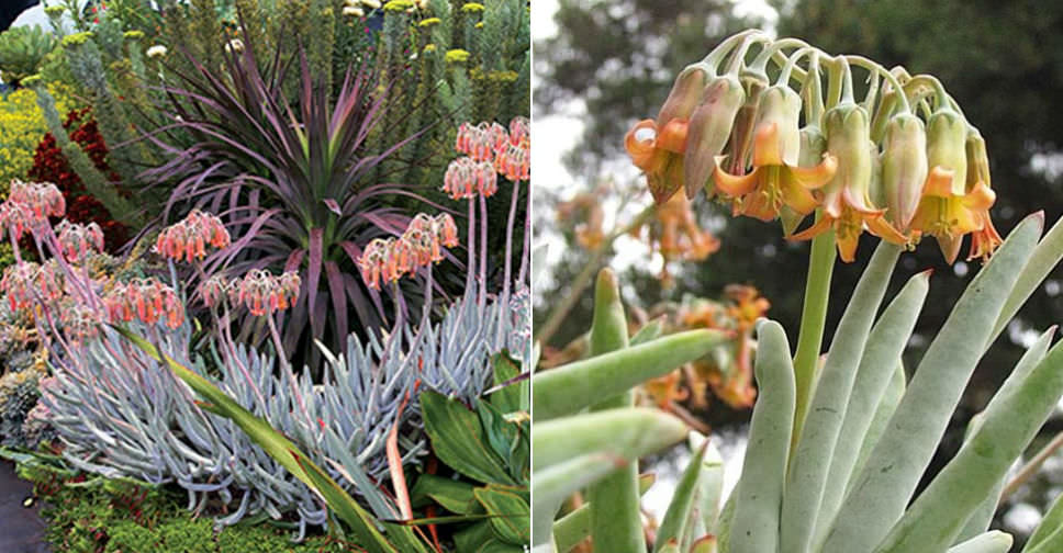 Cotyledon orbiculata var. oblonga ‘Flavida’