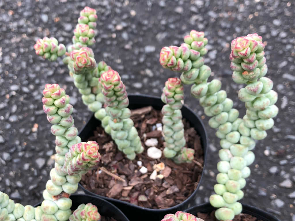 Crassula ‘Baby’s Surprise’