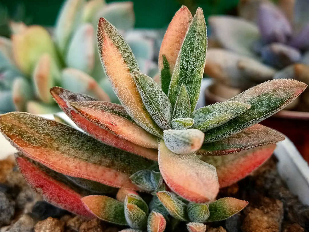 Crassula ‘Justus Corderoy Variegata’