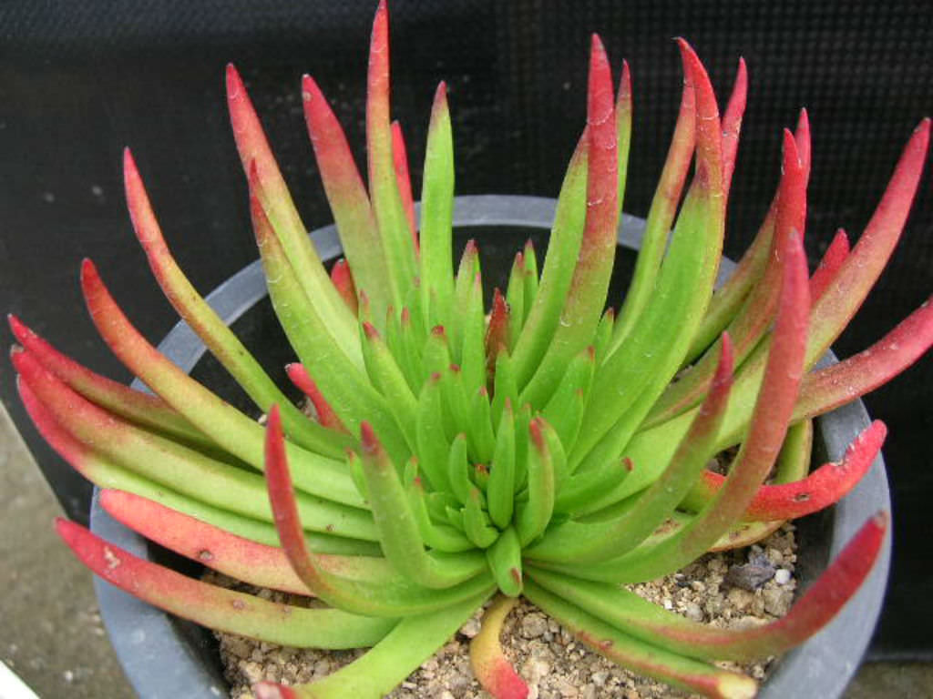 Crassula nudicaulis ‘Devil’s Horns’