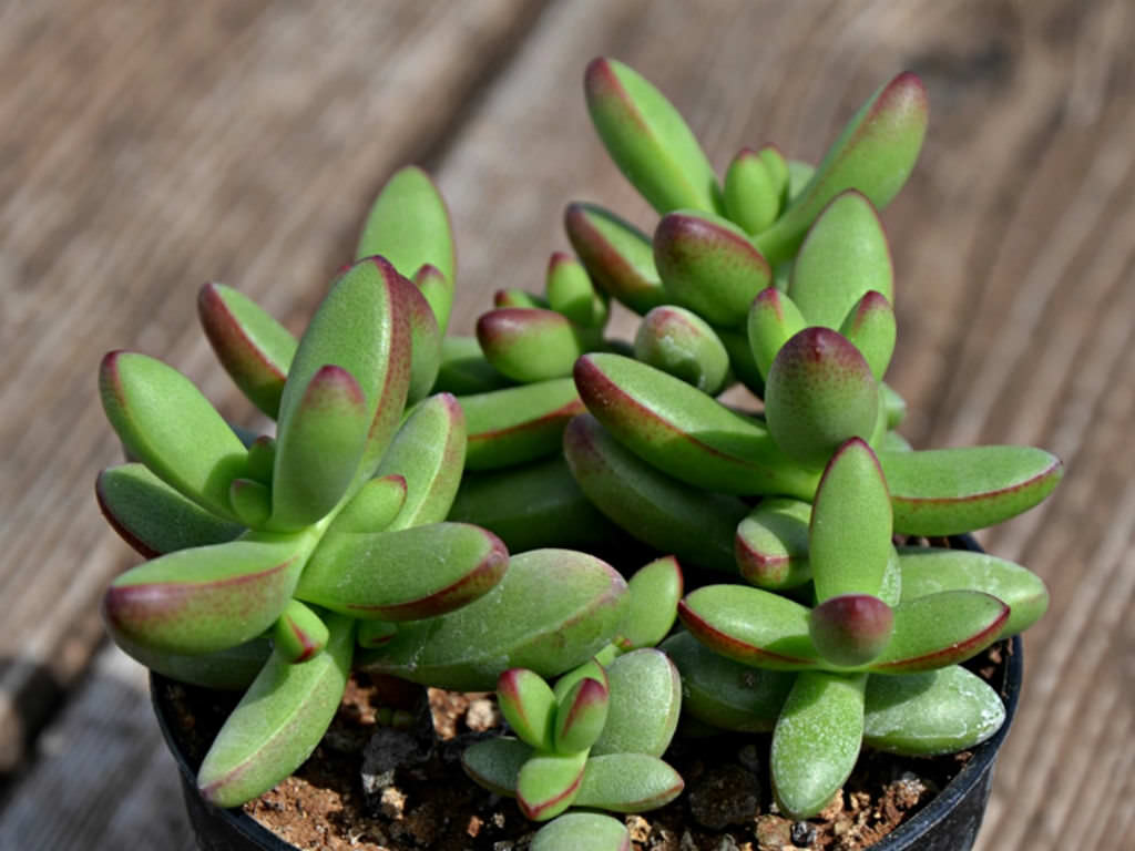 Crassula nudicaulis var. herrei