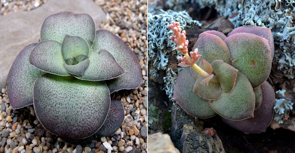 Crassula pseudohemisphaerica