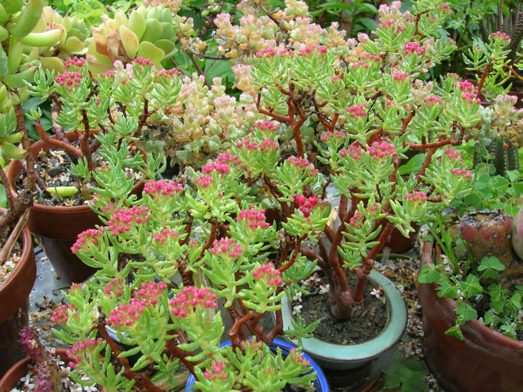 Crassula sarcocaulis ‘Ken Aslet’