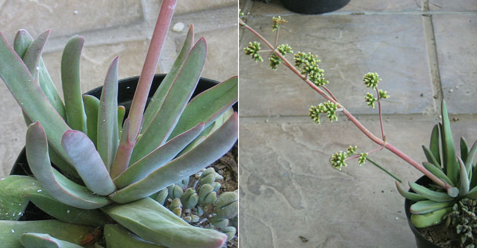 Crassula subacaulis