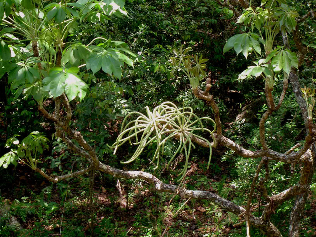 Cussonia arborea (Octopus Cabbage Tree)