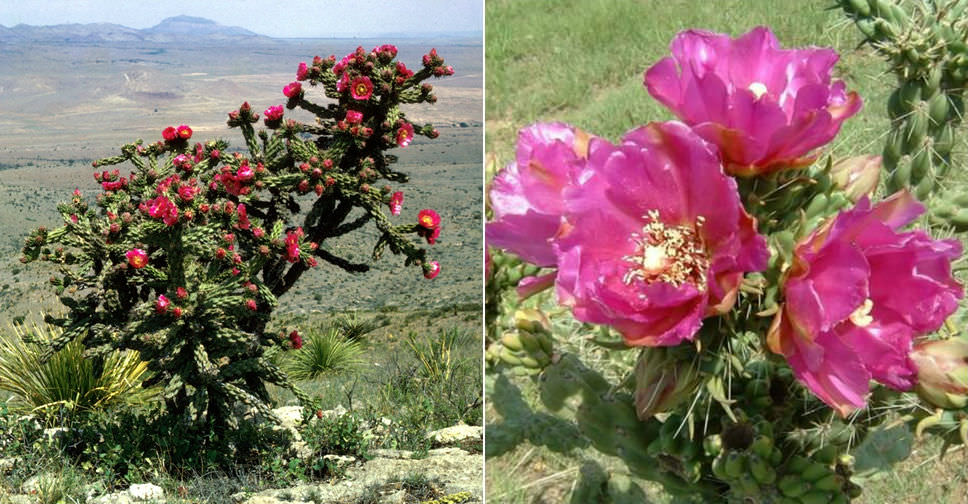 Cylindropuntia imbricata (Tree Cholla)