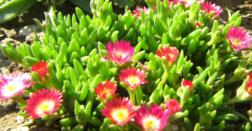 Delosperma dyeri (Dyer’s Ice Plant)