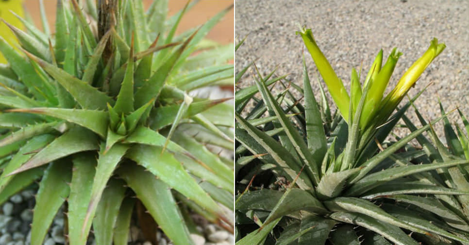 Deuterocohnia scapigera