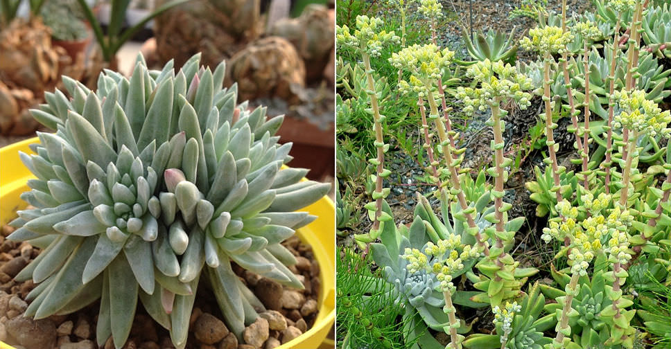 Dudleya greenei (Greene’s Liveforever)