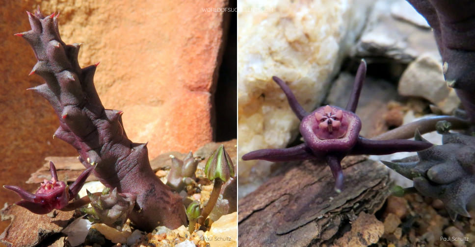 Duvalia caespitosa var. compacta