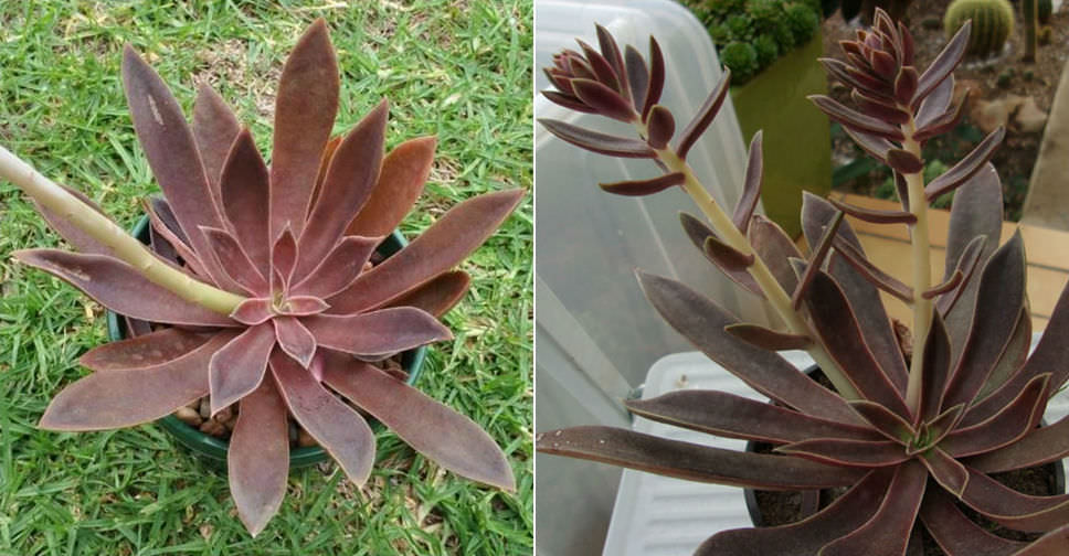 Echeveria ‘Brown Sugar’