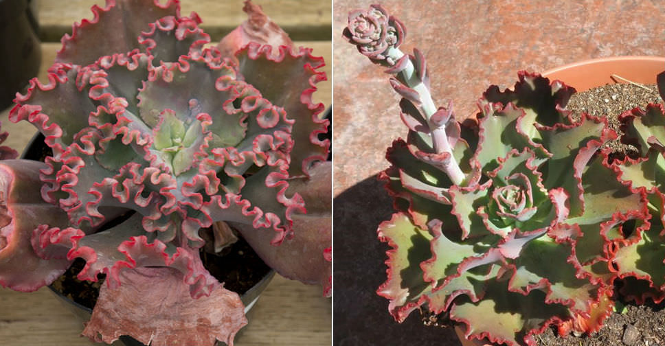 Echeveria ‘Crimson Tide’