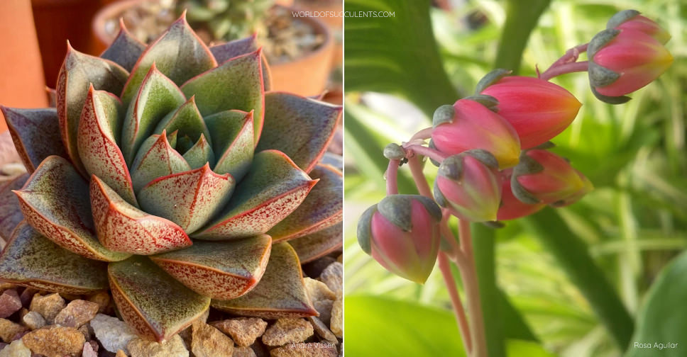 Echeveria ‘Dionysos’