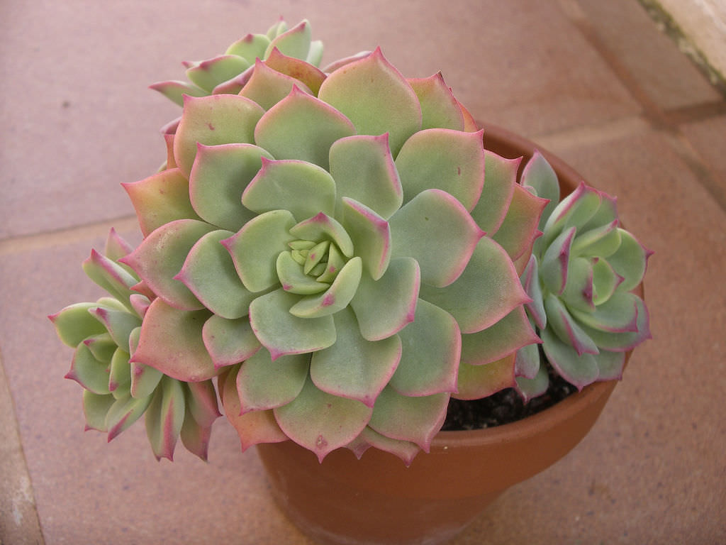 Echeveria ‘Graessneri’