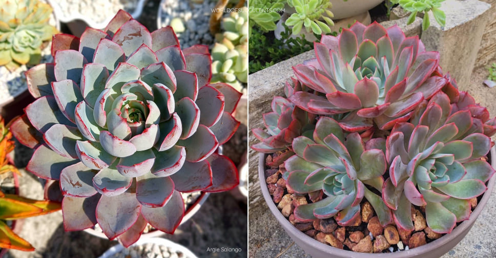 Echeveria ‘Hera’